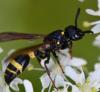 Discoelius dufourii